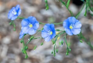 blue flower in tilt shift lens